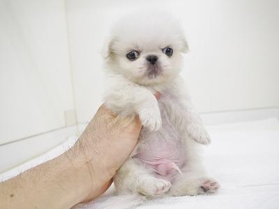 animal_image