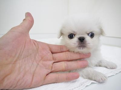 animal_image
