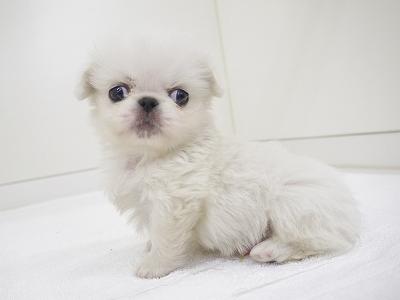 animal_image