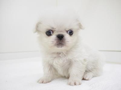 animal_image