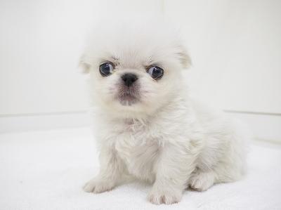 animal_image