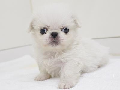 animal_image