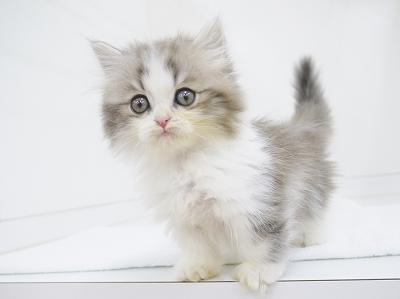 animal_image
