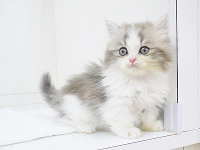 animal_image