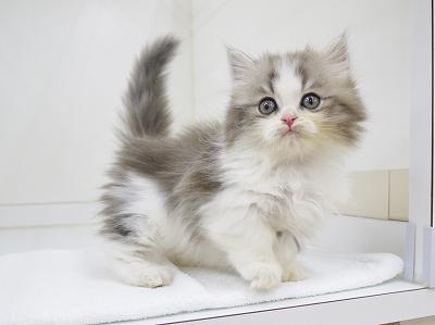 animal_image