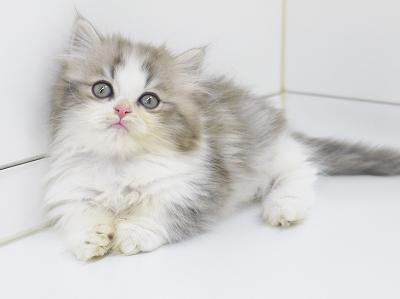 animal_image