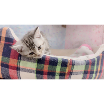 animal_image
