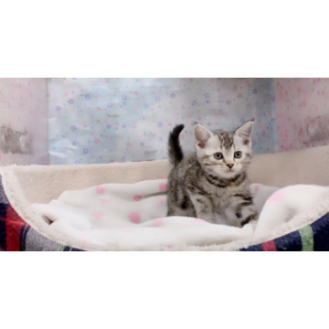animal_image