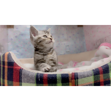 animal_image