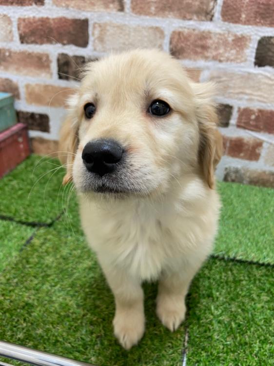 ペットショップ 犬の家 京都精華店のゴールデン レトリーバーの詳細 ハローべいびぃ ペットショップ 犬の家 京都精華店のゴールデン レトリーバーの詳細 ハローべいびぃ