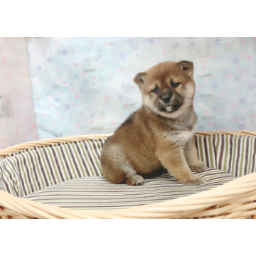 animal_image