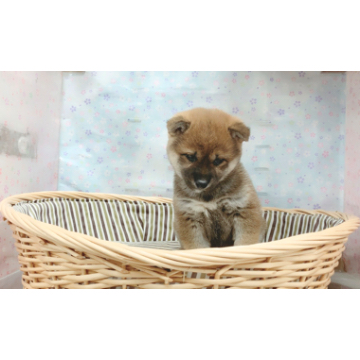 animal_image