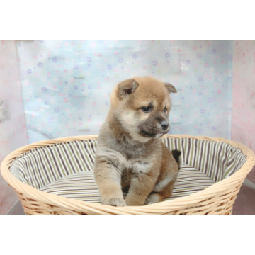 animal_image