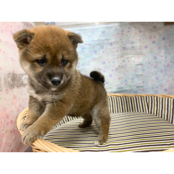 animal_image