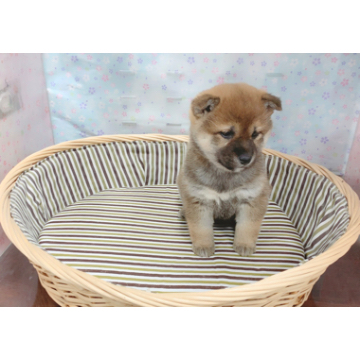 animal_image