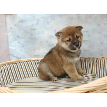 animal_image