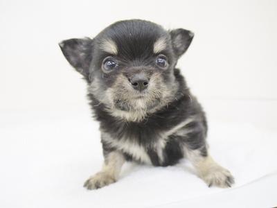 animal_image