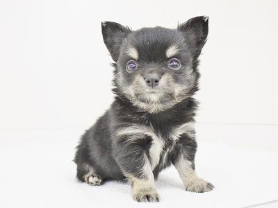 animal_image