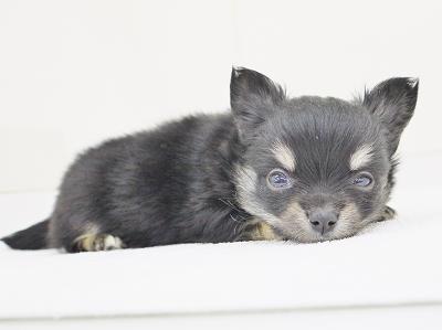 animal_image