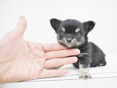 animal_image