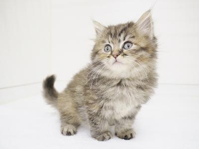 animal_image