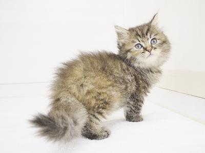 animal_image