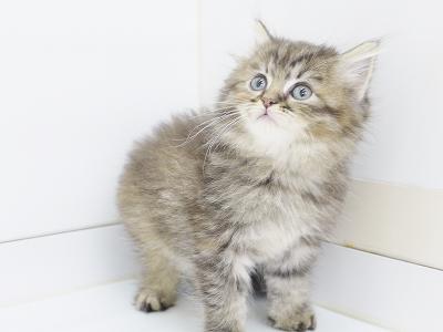 animal_image