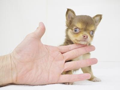 animal_image