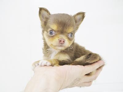 animal_image