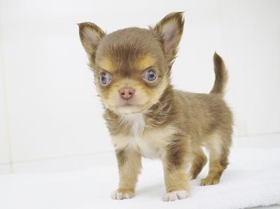 animal_image