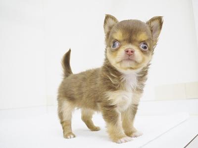 animal_image