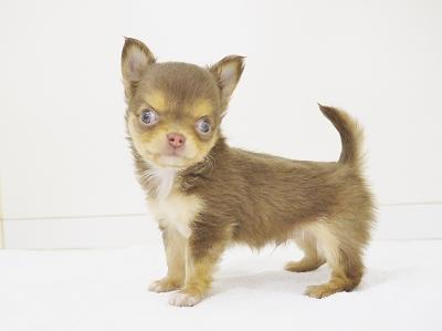 animal_image