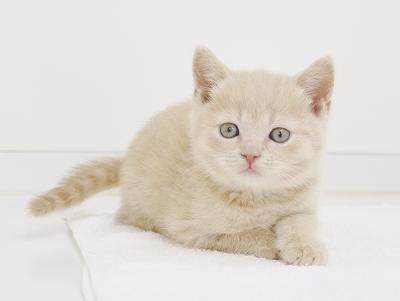 animal_image