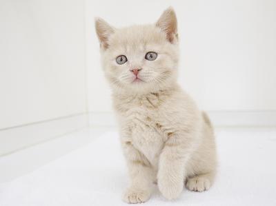 animal_image
