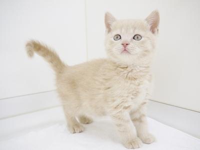animal_image
