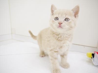 animal_image