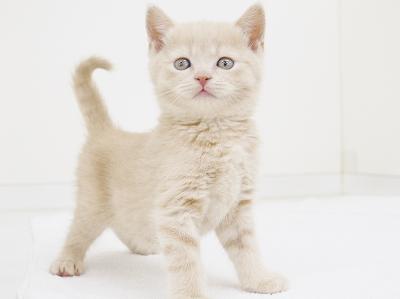 animal_image