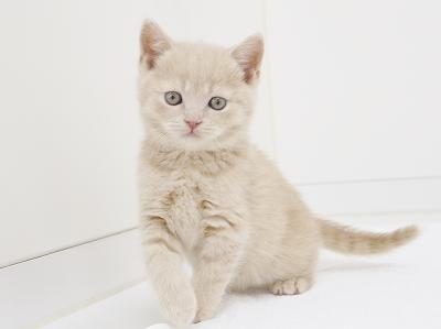animal_image