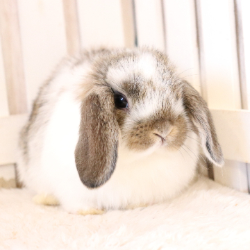 animal_image