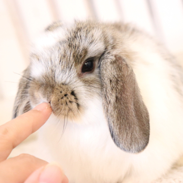 animal_image