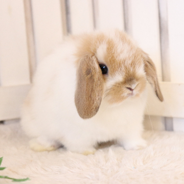animal_image