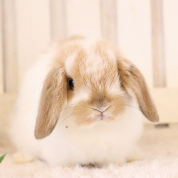 animal_image