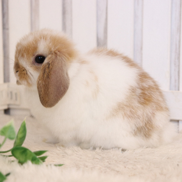 animal_image