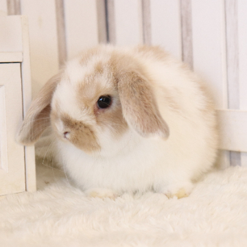 animal_image