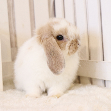 animal_image