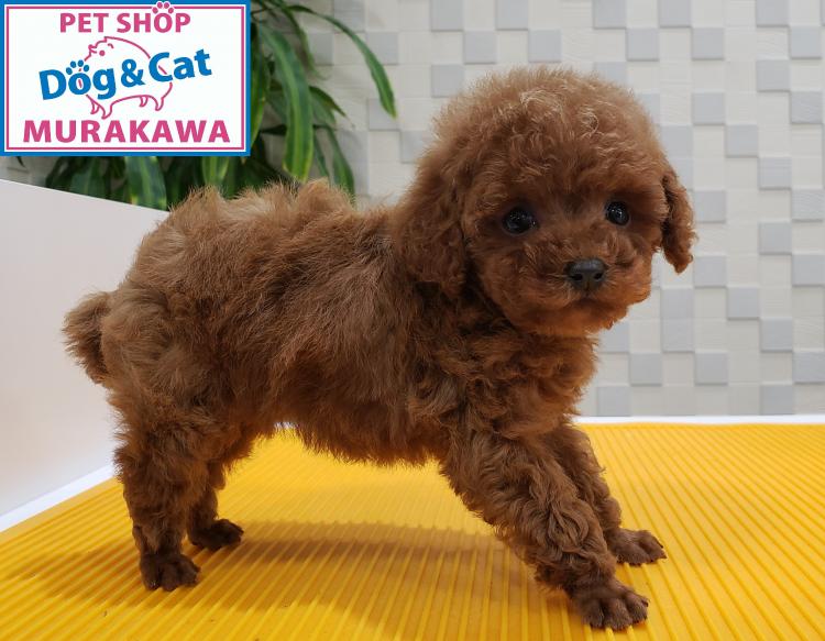 animal_image