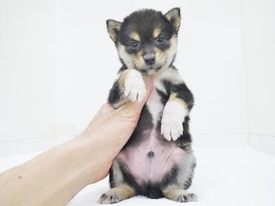 animal_image