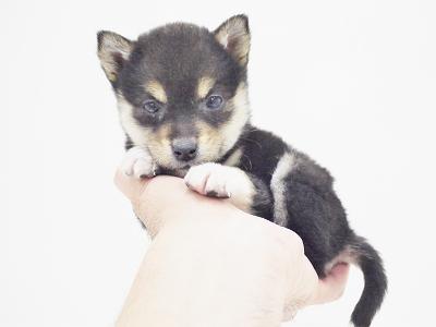 animal_image