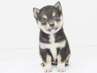 animal_image