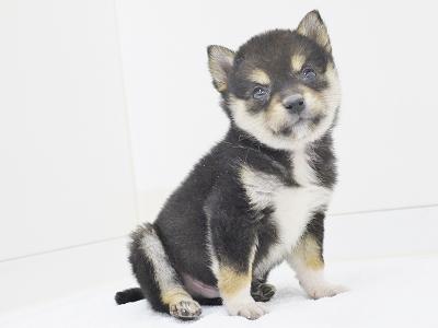 animal_image